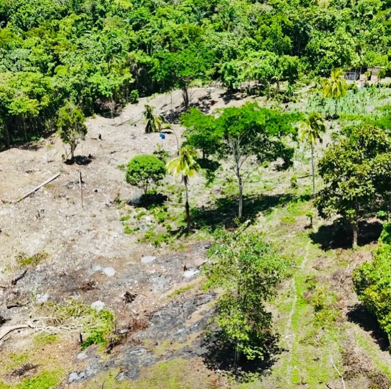 Partly cleared slope with young trees, seen from above